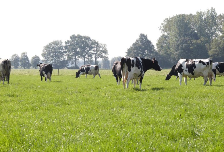 Energy consulting voor Milcobel