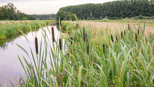 Een rietbedfilter is een ingegraven bassin waarop moerasplanten zoals riet, lisdodde en kalmoes groeien.