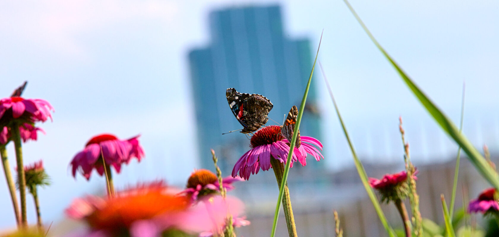 Close-up van een vlinder op bloemen tijdens de zomer in het Chicago Millennium Park, met een wazige skyline en blauwe lucht op de achtergrond