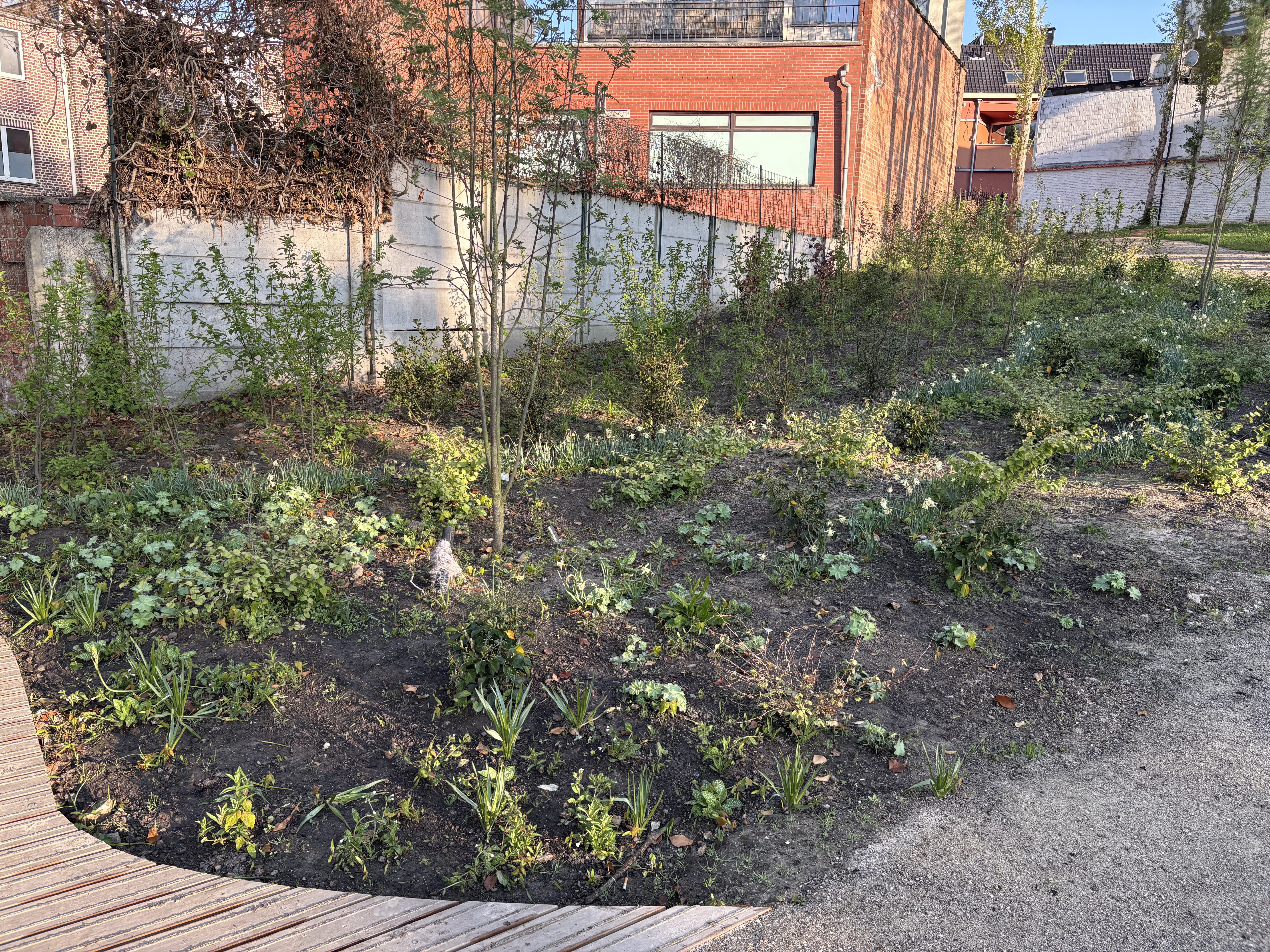 nieuw geplante beplanting naast een wandelpas