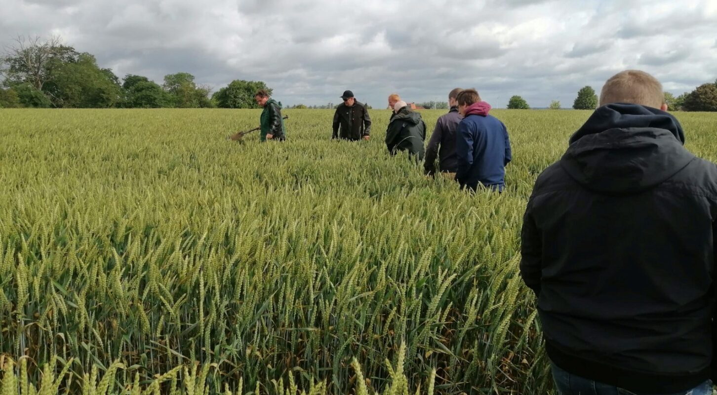 photo of people walking in a field of wheat