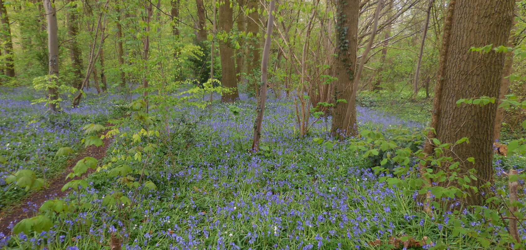 bos bezaaid met paarse bloemetjes en grote bomen