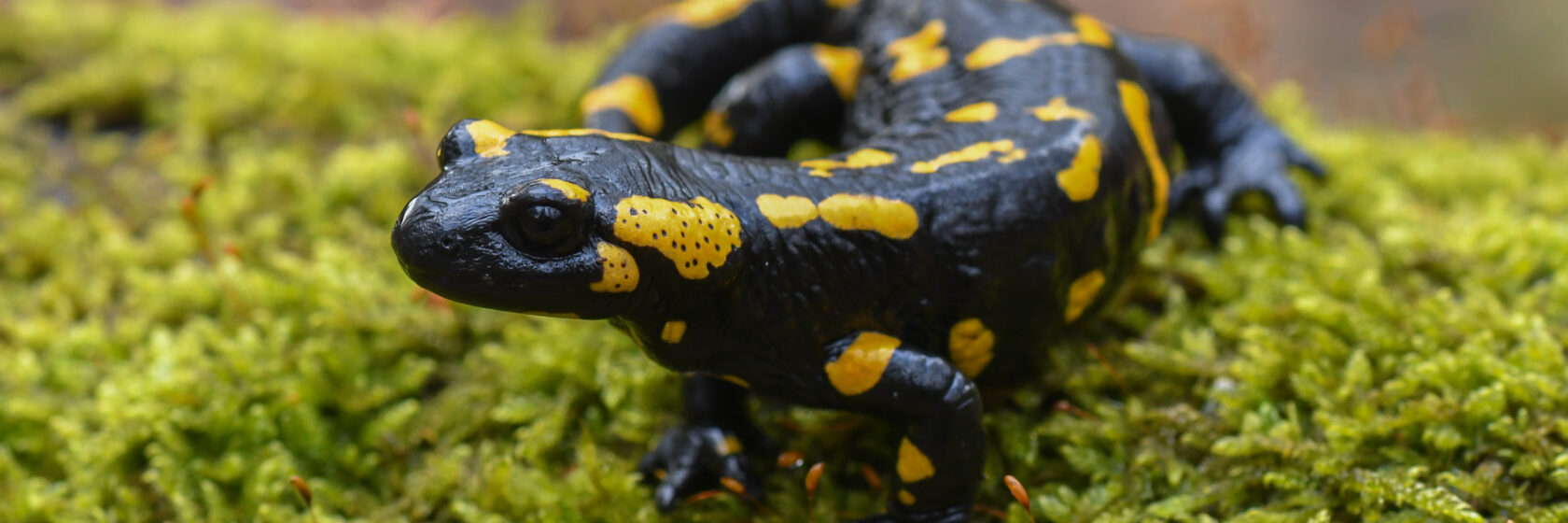 Vuursalamander krijgt nieuwe kansen in Vlaamse Heuvels