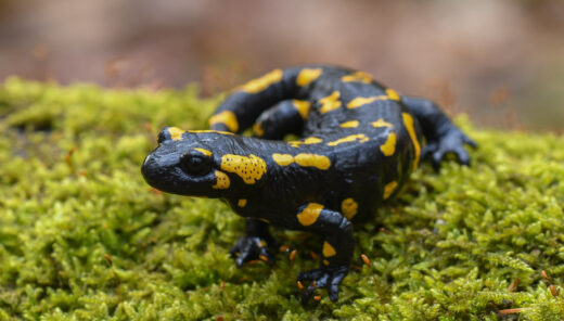Vuursalamander krijgt nieuwe kansen in Vlaamse Heuvels