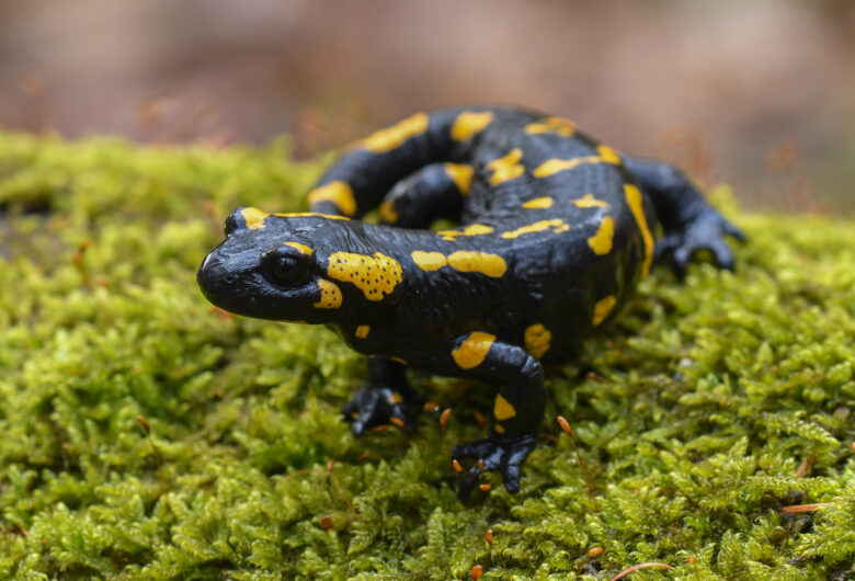 Vuursalamander krijgt nieuwe kansen in Vlaamse Heuvels
