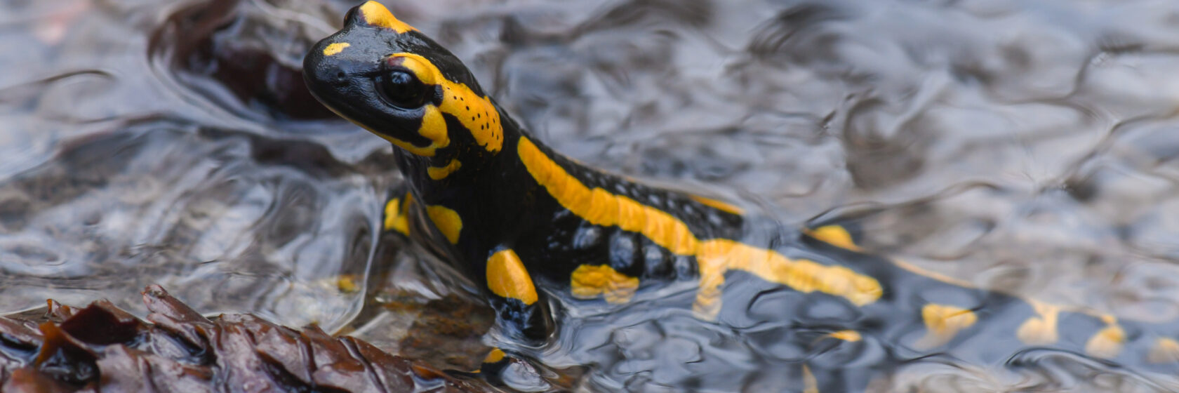 Vuursalamander krijgt nieuwe kansen in Vlaamse Heuvels