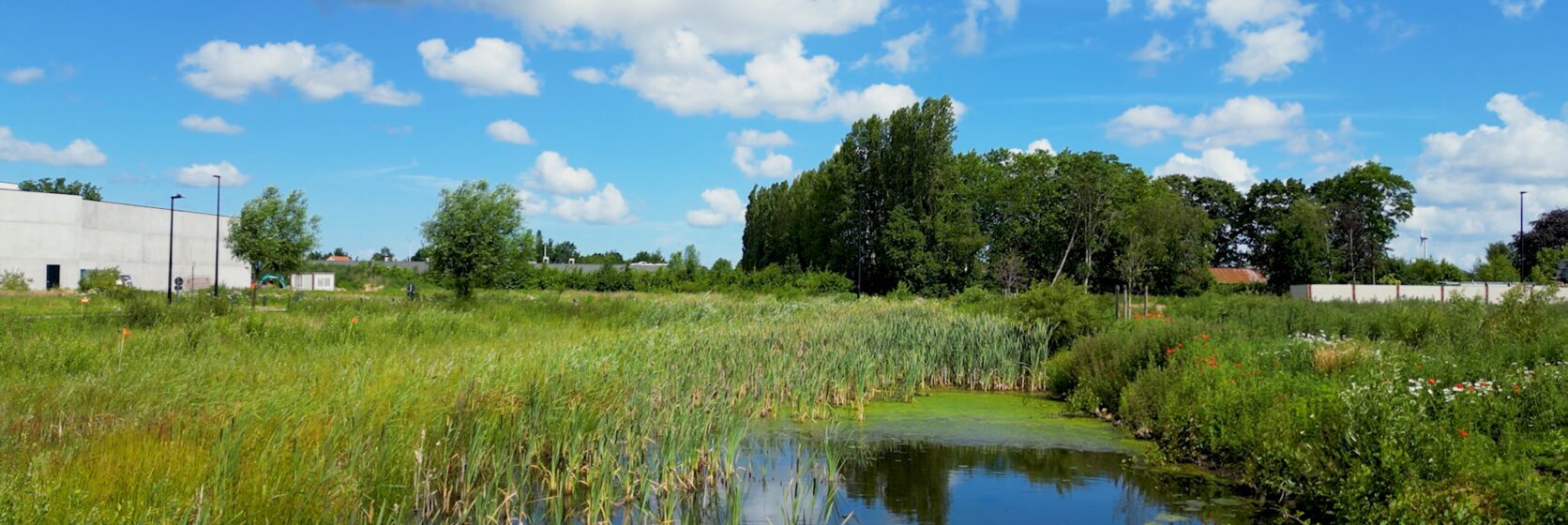 bufferbekken omringd met gras en in de verte een bedrijf