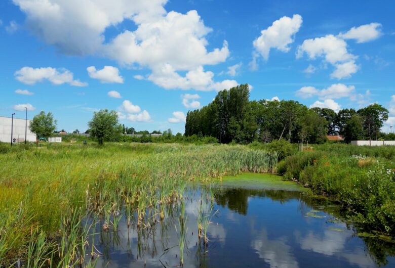 bufferbekken omringd met gras en in de verte een bedrijf