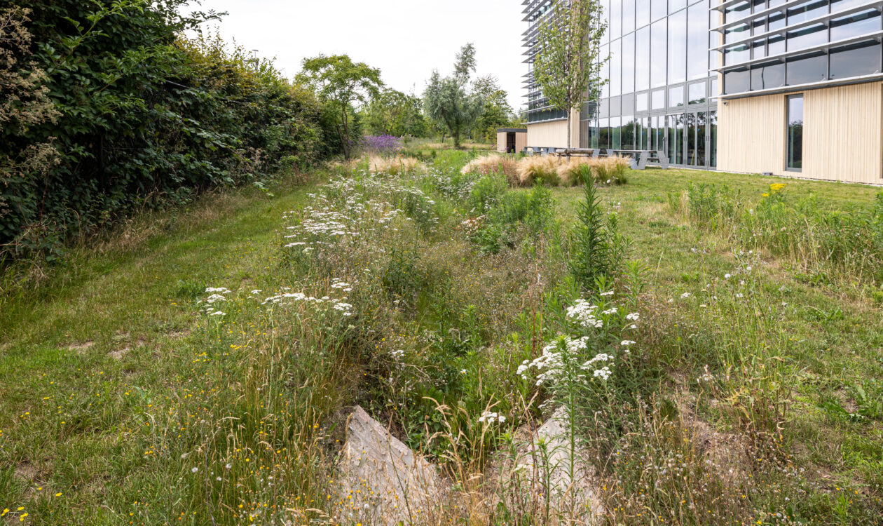 exterior photo of Vandemoortele Food Experience Center, focusing on the natural borders around the building enhancing biodiversity
