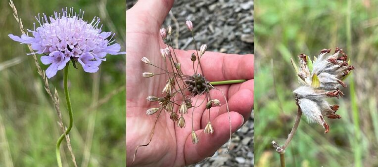 collage van verschillende bloemen